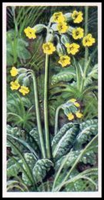 73BBWF2 12 Cowslip.jpg